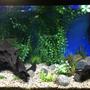 fish tank picture - 2
