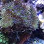 fish tank picture - Frogspawn Coral