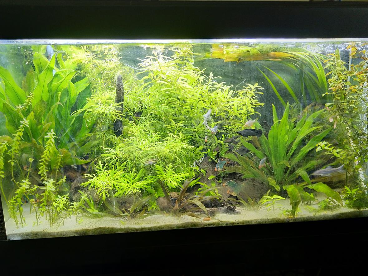 55 gallons planted tank (mostly live plants and fish) - Front view full lighting, due for a rescape