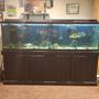 100 gallons freshwater fish tank (mostly fish and non-living decorations) - My joy