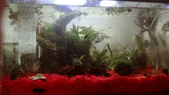 135 gallons planted tank (mostly live plants and fish) - 10 gallon fry raising tank