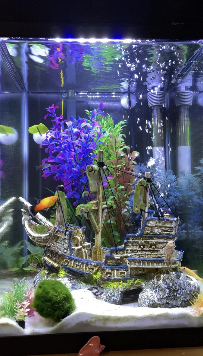 10 gallons freshwater fish tank (mostly fish and non-living decorations) - I added a bubbler, A couple of live plants, And it is a home To 5x neon tetras, 1x Gold Wagtail Platy, 2x amino shrimp, 1x small clown Pleco, And 1x Gold Gyrinocheilus, As well as a small pond" snail" invasion.  Topped it off with a FLUVAL 10-30gal filter as upgrade.