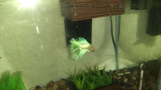 freshwater fish stocking in 110 gallons tank - id like to know if my betta looks healthy enough or what i can do to make it really shine