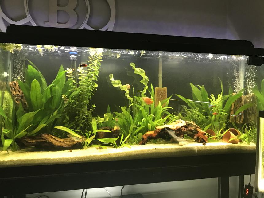Rated #22: 55 Gallons Planted Tank - 55 gal