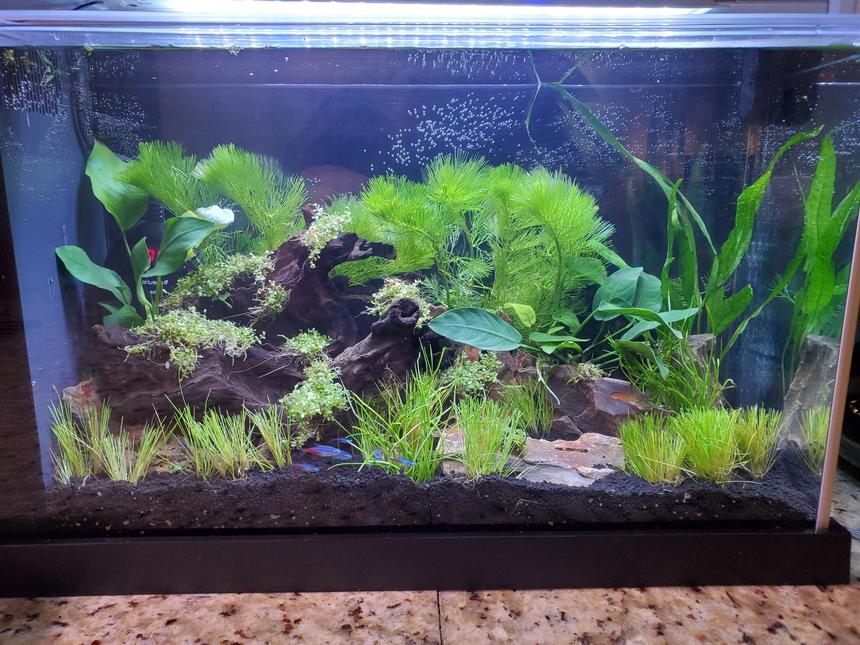 Rated #19: 5 Gallons Planted Tank - Small 5 gallon low tech planted tank