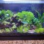 5 gallons planted tank (mostly live plants and fish) - Small 5 gallon low tech planted tank