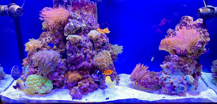 Rated #2: 90 Gallons Reef Tank - My 90 gal Saltwater Tank