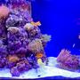 90 gallons reef tank (mostly live coral and fish) - My 90 gal Saltwater Tank