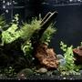 20 gallons planted tank (mostly live plants and fish) - 20 gallon high, Betta Sorority Community