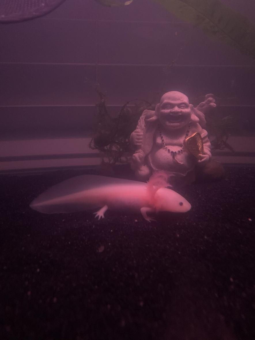 20 gallons planted tank (mostly live plants and fish) - axolotl with christmas moss and marimo balls