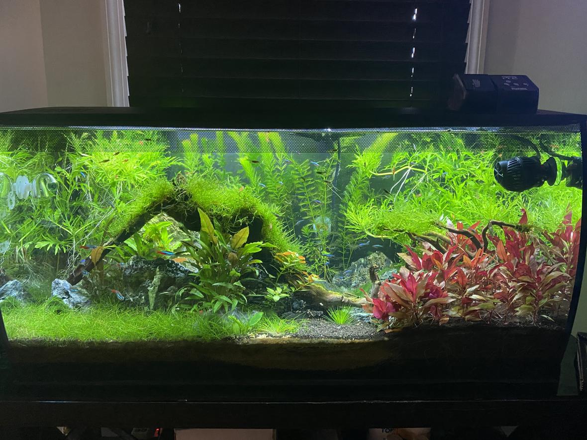 33 gallons planted tank (mostly live plants and fish) - Taiwan Moss on DriftwoodWisteria - Hornwort, dwarf hair grass.