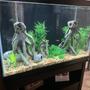 freshwater fish stocking in 65 gallons tank - 65 g