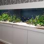 160 gallons planted tank (mostly live plants and fish) - 7 foot, 600 litre planted community aquarium with Optiwhite glass. Fx6 and fluval 407 filteration, 2 x fluval plant 3.0 46w lighting. Tropica substrate capped with pool filter sand, manzanita wood and river rock used for hardscape.