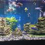 53 gallons freshwater fish tank (mostly fish and non-living decorations) - Main tank picture