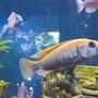 fish tank picture - Male ruti island