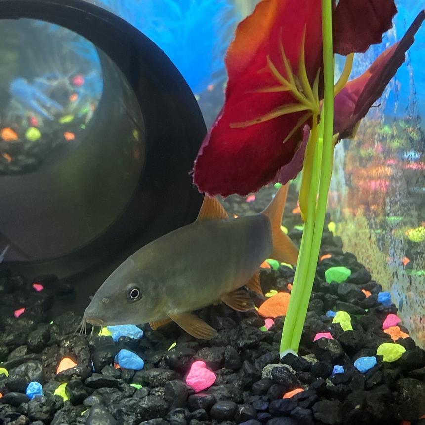 Rated #21: Freshwater Fish Stocking In 30 Gallons Tank - Meet Selenite. I`m shy yet powerful, and very friendly when you get me comfortable. Sleek body show fish.