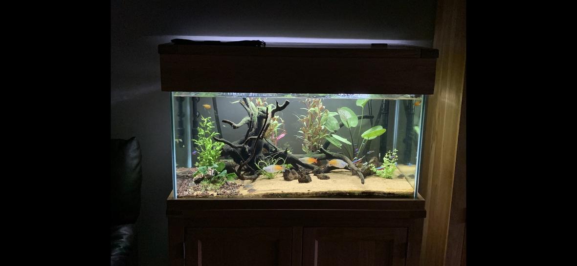 55 gallons freshwater fish tank (mostly fish and non-living decorations) - 220 litre aqua oak community