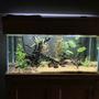 55 gallons freshwater fish tank (mostly fish and non-living decorations) - 220 litre aqua oak community