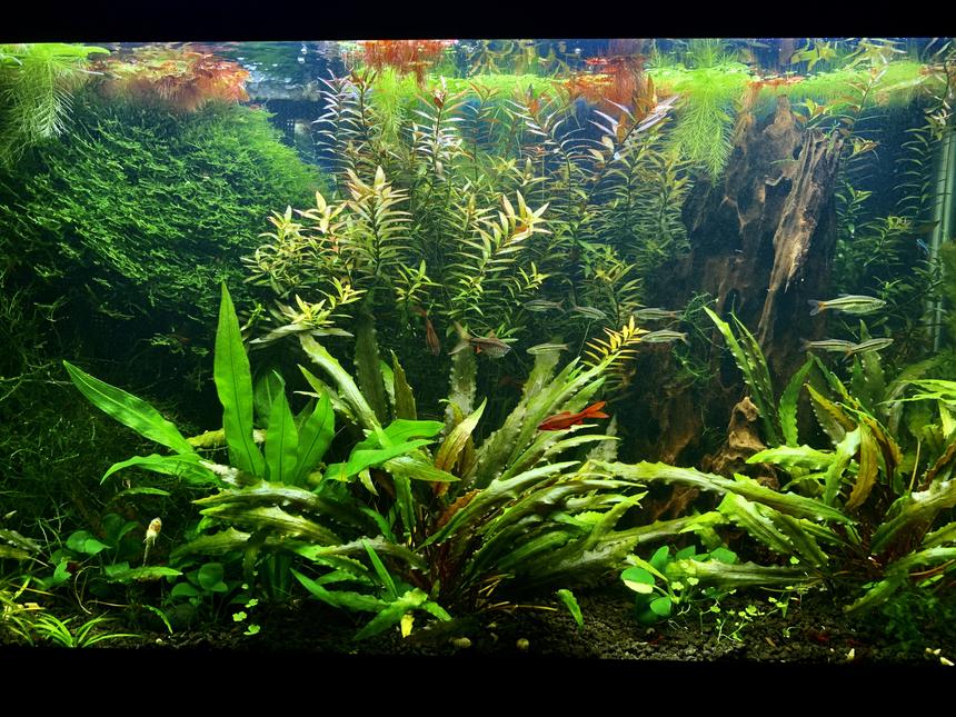 Rated #3: 29 Gallons Freshwater Fish Tank - My 29 gallons fish tank after 2 years.