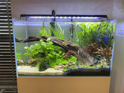 23 gallons planted tank (mostly live plants and fish) - Updated the tank. Removed the gravel and added some Colorado sand. Looks more natural I think. Moved some plants around.