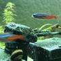 fish tank picture - Tetras