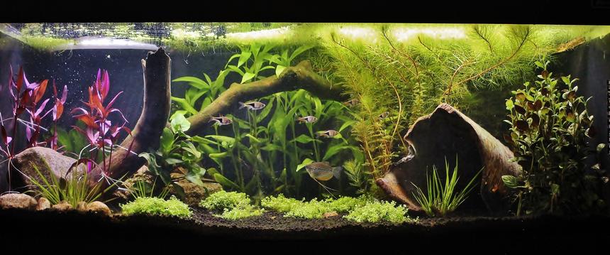Rated #7: 50 Gallons Planted Tank - 50 gallons low tech tank. Ph: 6.5 Stocking: 2 pearl gouramies, 6 harlequin rasboras, nerites.