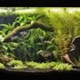 50 gallons planted tank (mostly live plants and fish) - 50 gallons low tech tank. Ph: 6.5 Stocking: 2 pearl gouramies, 6 harlequin rasboras, nerites.