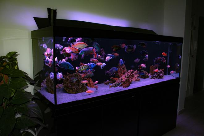 202 gallons freshwater fish tank (mostly fish and non-living decorations) - malawi 200cm tank