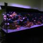 202 gallons freshwater fish tank (mostly fish and non-living decorations) - malawi 200cm tank