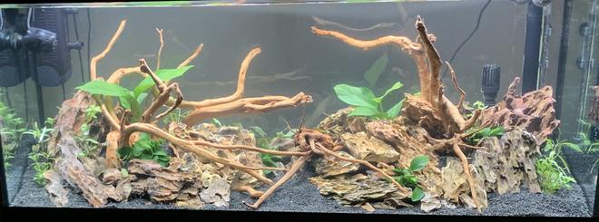 55 gallons freshwater fish tank (mostly fish and non-living decorations) - Before fish added.....