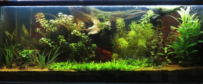 Rated #8: 64 Gallons Planted Tank - 64 gallons tank