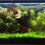 64 gallons planted tank (mostly live plants and fish) - 64 gallons tank