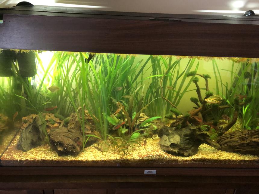 Rated #33: 40 Gallons Planted Tank - New to the hobby my 6 month old 40 gal planted