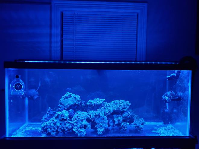 75 gallons saltwater fish tank (mostly fish, little/no live coral) - 75 Bottomless Predator