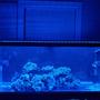 75 gallons saltwater fish tank (mostly fish, little/no live coral) - 75 Bottomless Predator