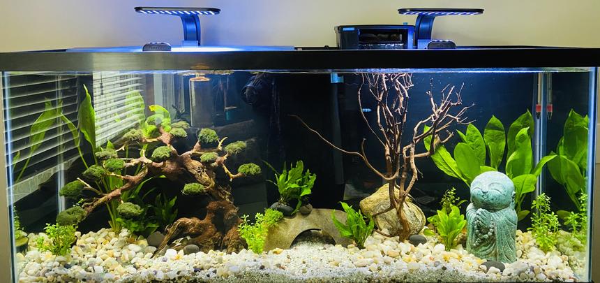 Rated #44: 55 Gallons Planted Tank - Zen Garden