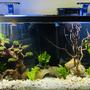 55 gallons planted tank (mostly live plants and fish) - Zen Garden