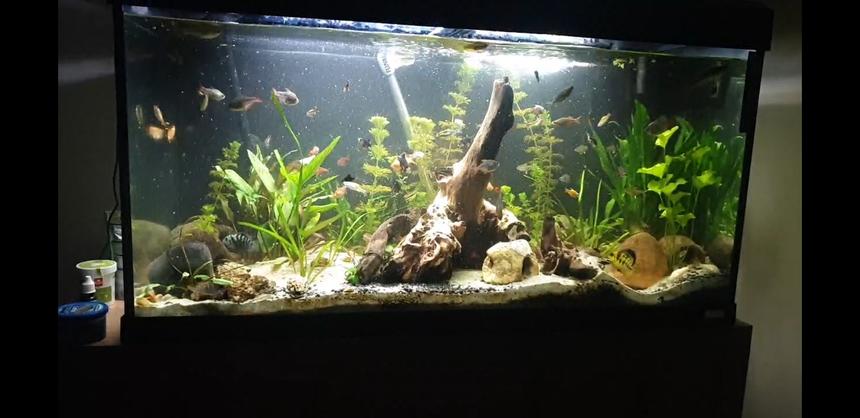 Rated #12: Freshwater Fish Stocking In 44 Gallons Tank - Overview, will update a better