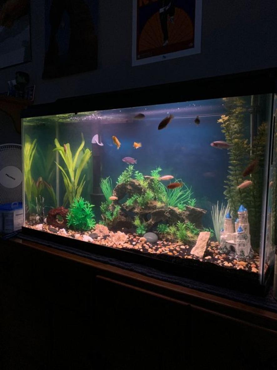 Rated #27: 40 Gallons Freshwater Fish Tank - 40 gallon breeder tank