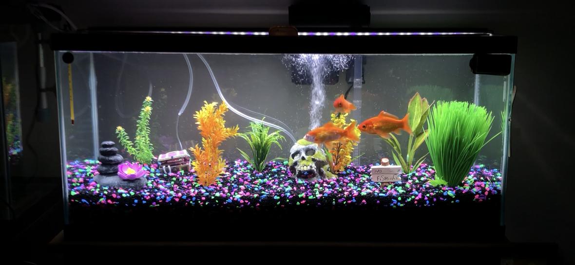 freshwater fish stocking in 40 gallons tank - Meet Finnegan, Scruffy and Chewy