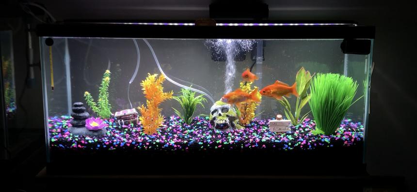 Rated #31: Freshwater Fish Stocking In 40 Gallons Tank - Meet Finnegan, Scruffy and Chewy