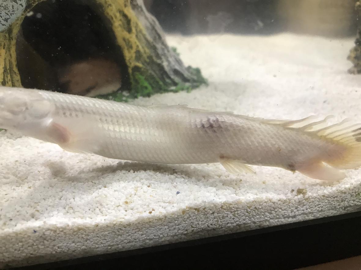 freshwater fish stocking in 50 gallons tank - My dinosaur Bichir has recently formed a crooked back and a lump on its side, purple-ish in color. He/She is swimming fine and acting normal, I`ve just never seen anything of the sorts before and REALLY wanting to help my fish