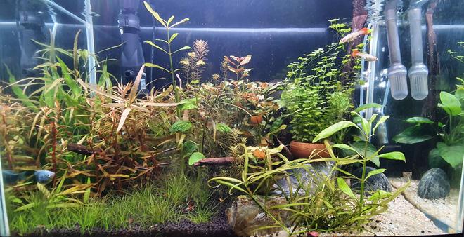 20 gallons planted tank (mostly live plants and fish) - Mixed planted