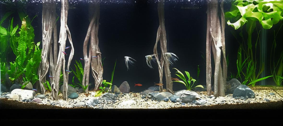 55 gallons freshwater fish tank (mostly fish and non-living decorations) - Mangrove Forest