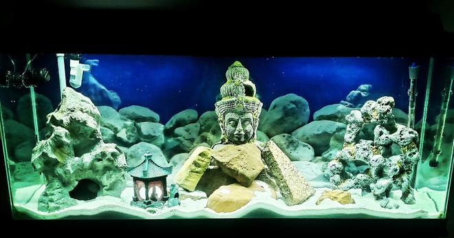55 gallons freshwater fish tank (mostly fish and non-living decorations) - My serenity