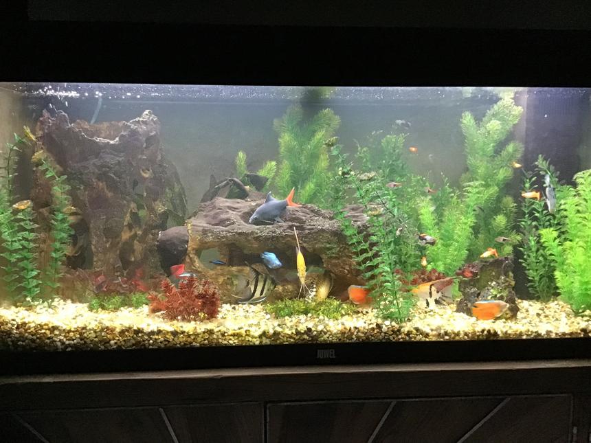Rated #23: 35 Gallons Freshwater Fish Tank - Full veiw