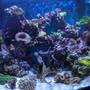 corals inverts stocking in 46 gallons tank - Reef