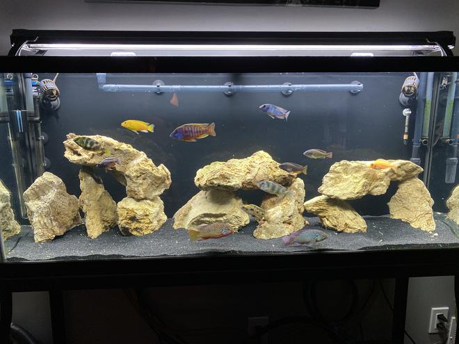 freshwater fish stocking in 55 gallons tank - 65gal Community Tank (Cichlids)