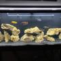 freshwater fish stocking in 55 gallons tank - 65gal Community Tank (Cichlids)