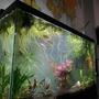 29 gallons planted tank (mostly live plants and fish) - My 29g planted community tank